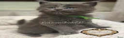 Maine Coon cats for sale: 🏆⭐️XXL Blue Maine Coons - Champion Lines⭐️🏆 - Advert 12