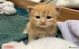 Ragdoll cats for sale: 8 Gorgeous kittens for sale (Reservation) - Image 7