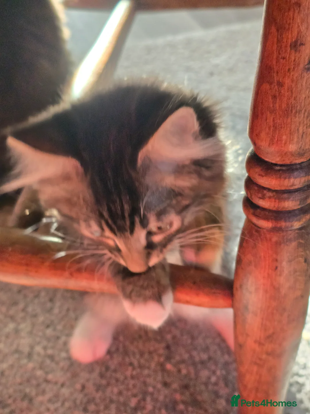 Mixed Breed cats for sale: 2 adorable kittens for sale £50 ONO - Advert 9