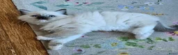 Ragdoll cats for sale: Stunning Ragdoll kittens 😸  - Advert 4
