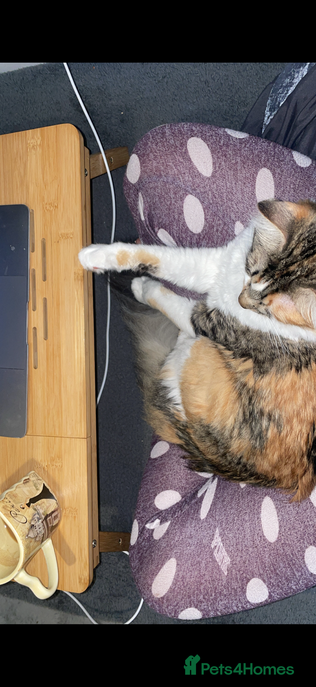 Mixed Breed cats for sale: Boy cat up for adoption - Advert 2