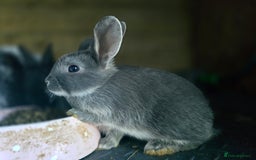 Mini Lop rabbits for sale: Mini Rex x Mini Lop - Image 7
