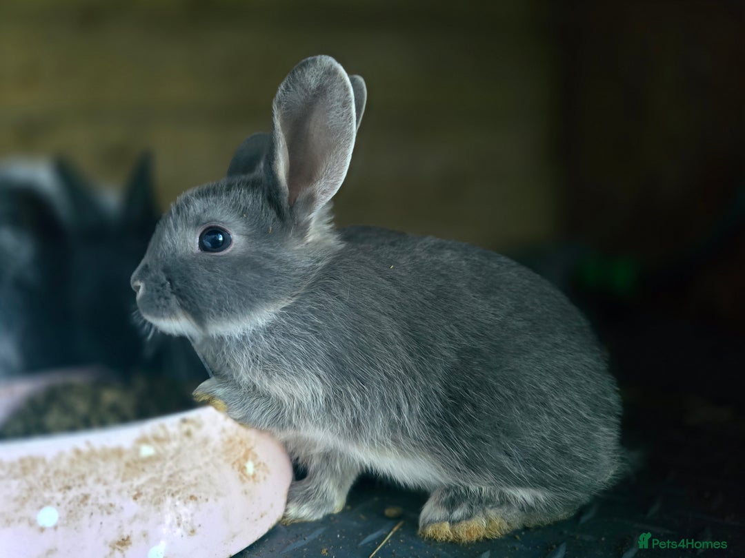 Mini Lop rabbits for sale: Mini Rex x Mini Lop - Image 7