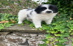 Samoyed dogs for sale: Beautiful Fluffy Samoyed x Collies - Image 3