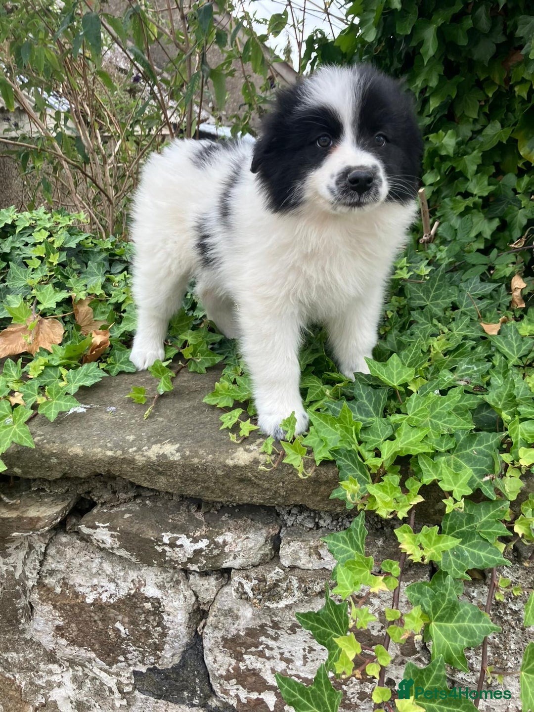 Samoyed dogs for sale: Beautiful Fluffy Samoyed x Collies - Image 3