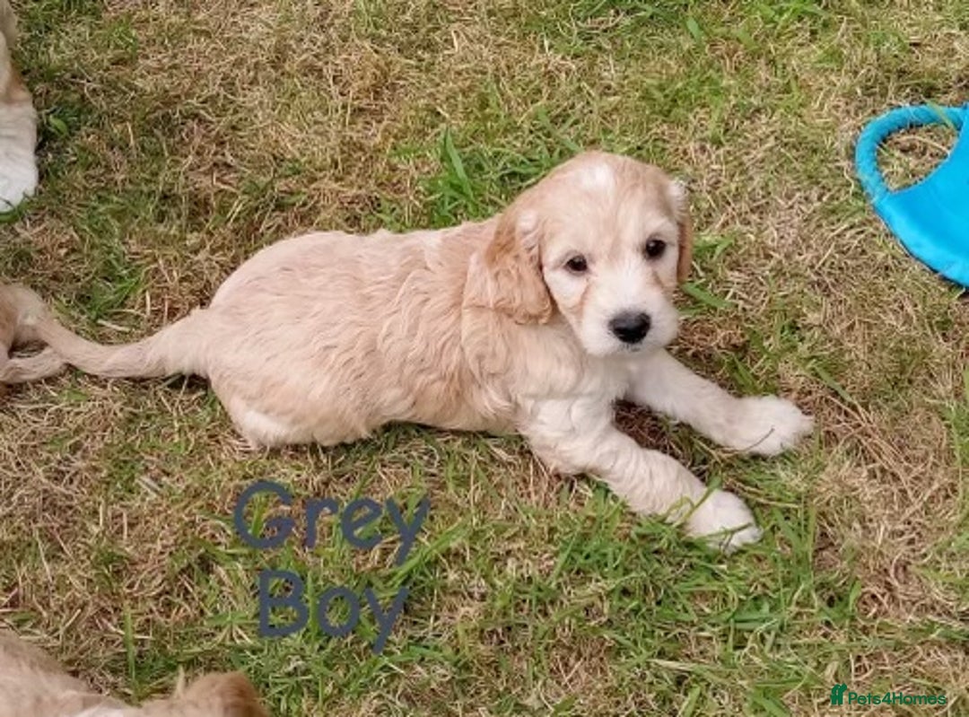 Cockapoo dogs for sale: ⭐️VERY RARE TOY Cockapoo Puppies⭐️🐶 - Image 32