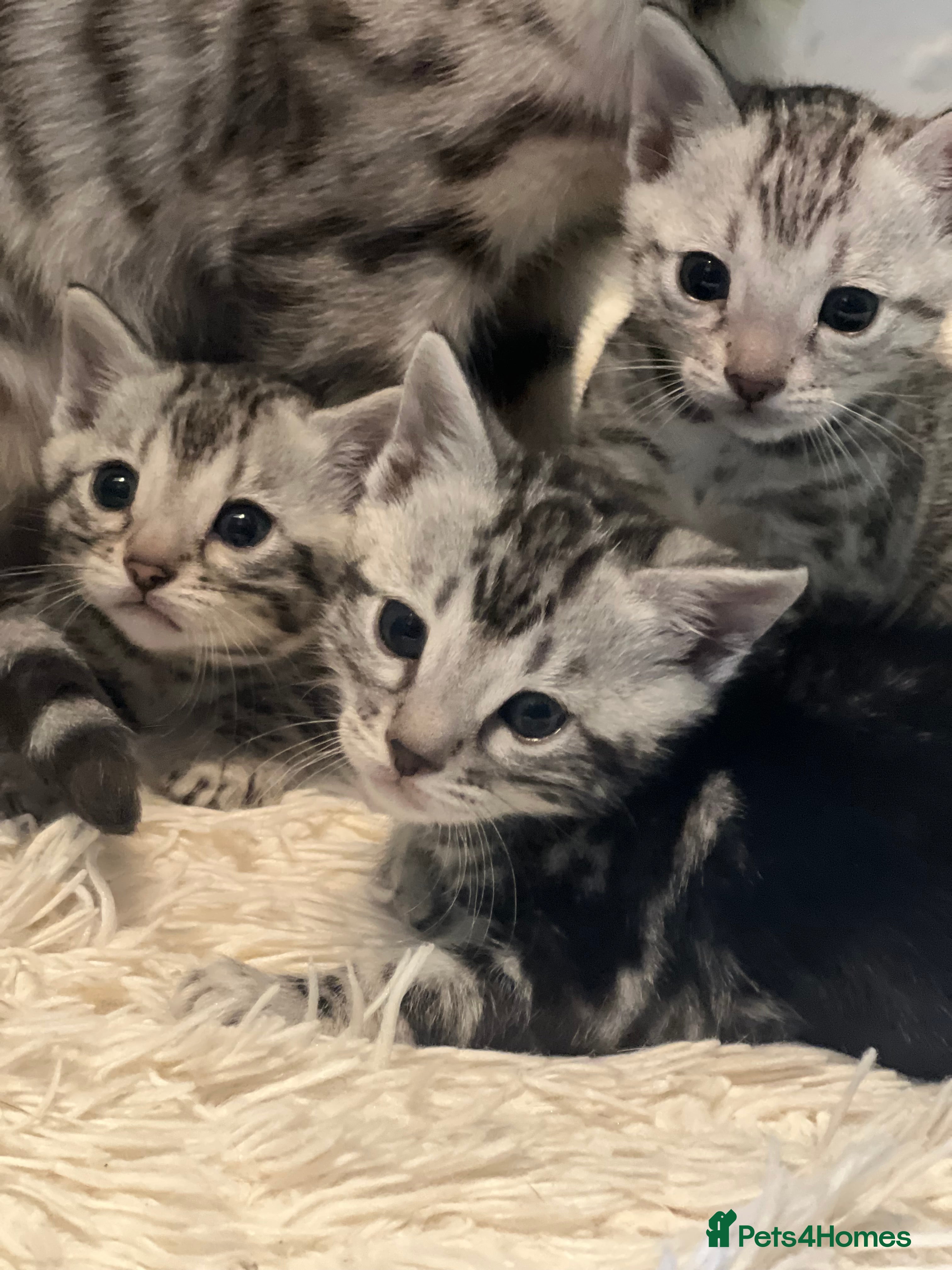 Bengal cats Beechwood Bengals  stunning SILVER kittens - Advert 2