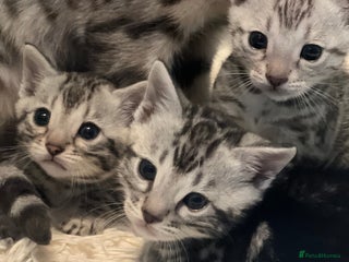 Bengal cats - Advert 1