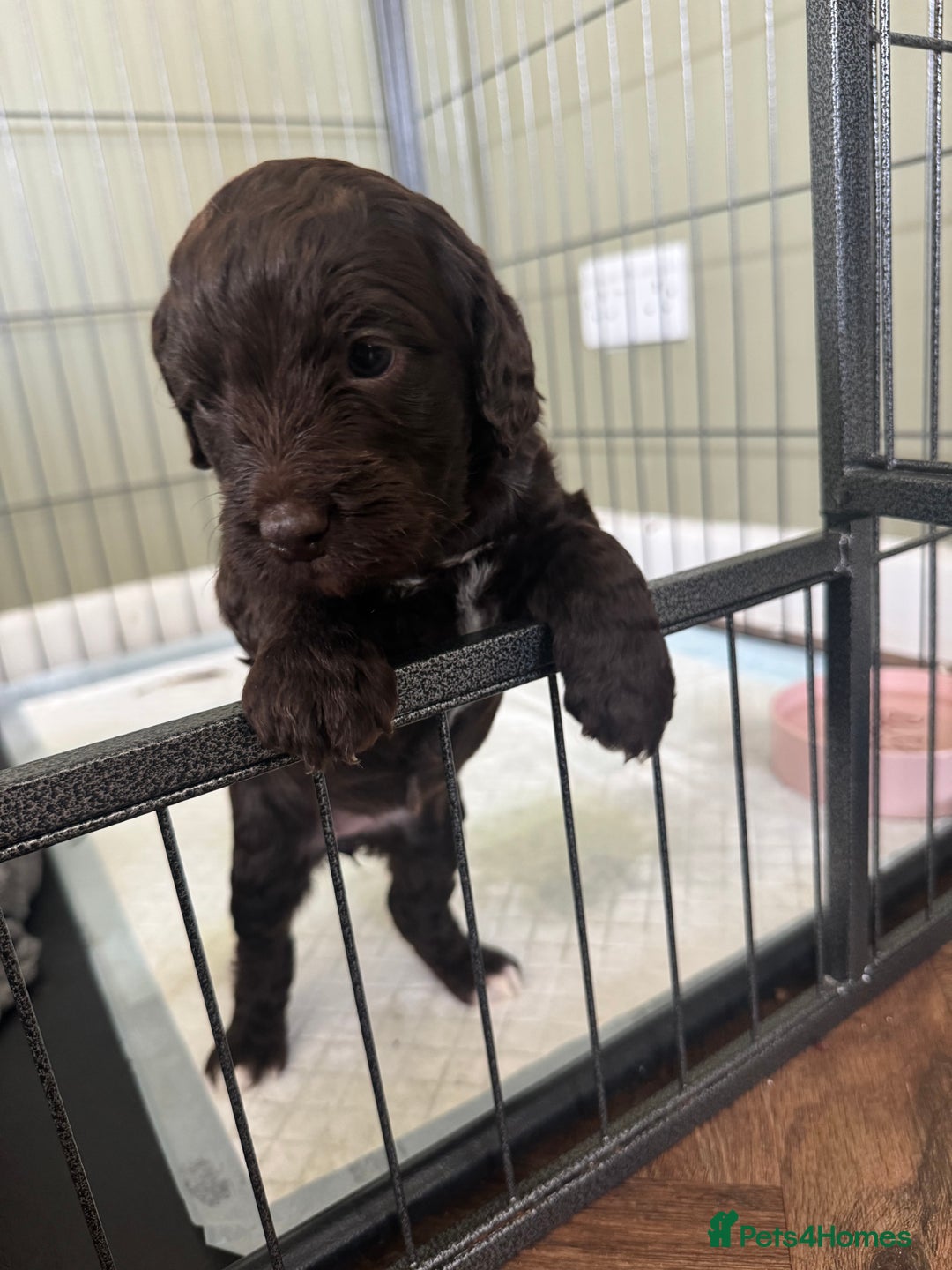 Cockapoo dogs for sale: Adorable chocolate cockapoos  - Image 13