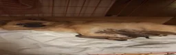Pomeranian dogs for sale: Beautiful Pomeranian boy - Advert 15