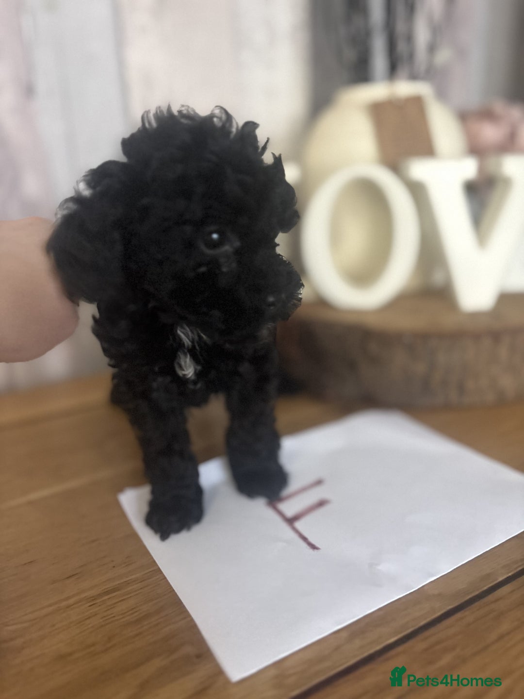 Cockapoo dogs for sale: Cockapoo Puppies looking for their forever homes - Advert 20