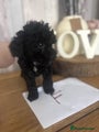 Cockapoo Puppy F