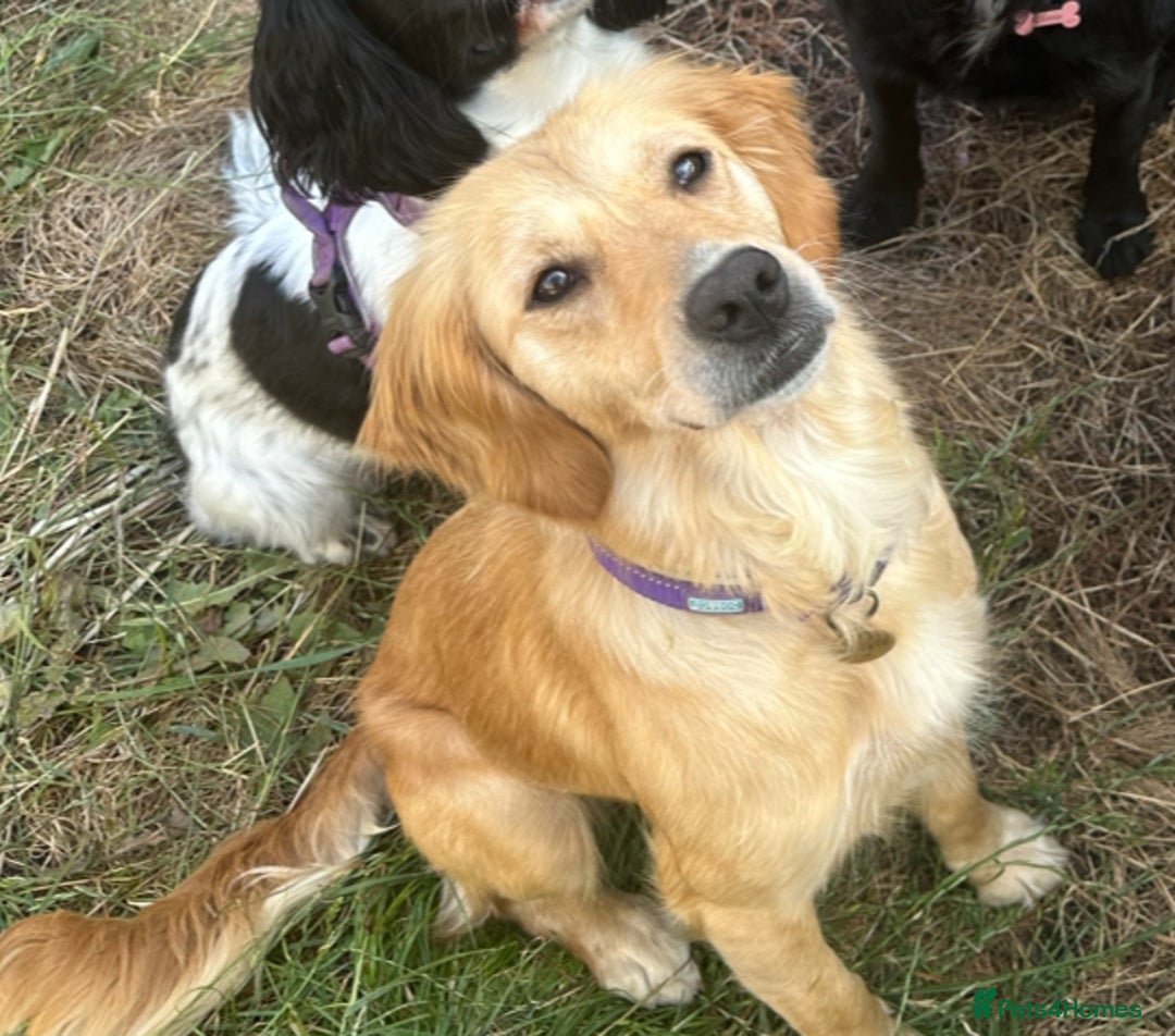 Goldendoodle dogs for sale: F1 Miniature goldendoodles  - Advert 2