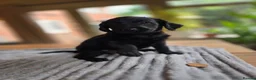 Labradoodle dogs for sale: 4 Beautiful female Labradoodles Ready to go! - Advert 12