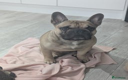 French Bulldog dogs for sale: 5 year old Frenchie  - Image 2