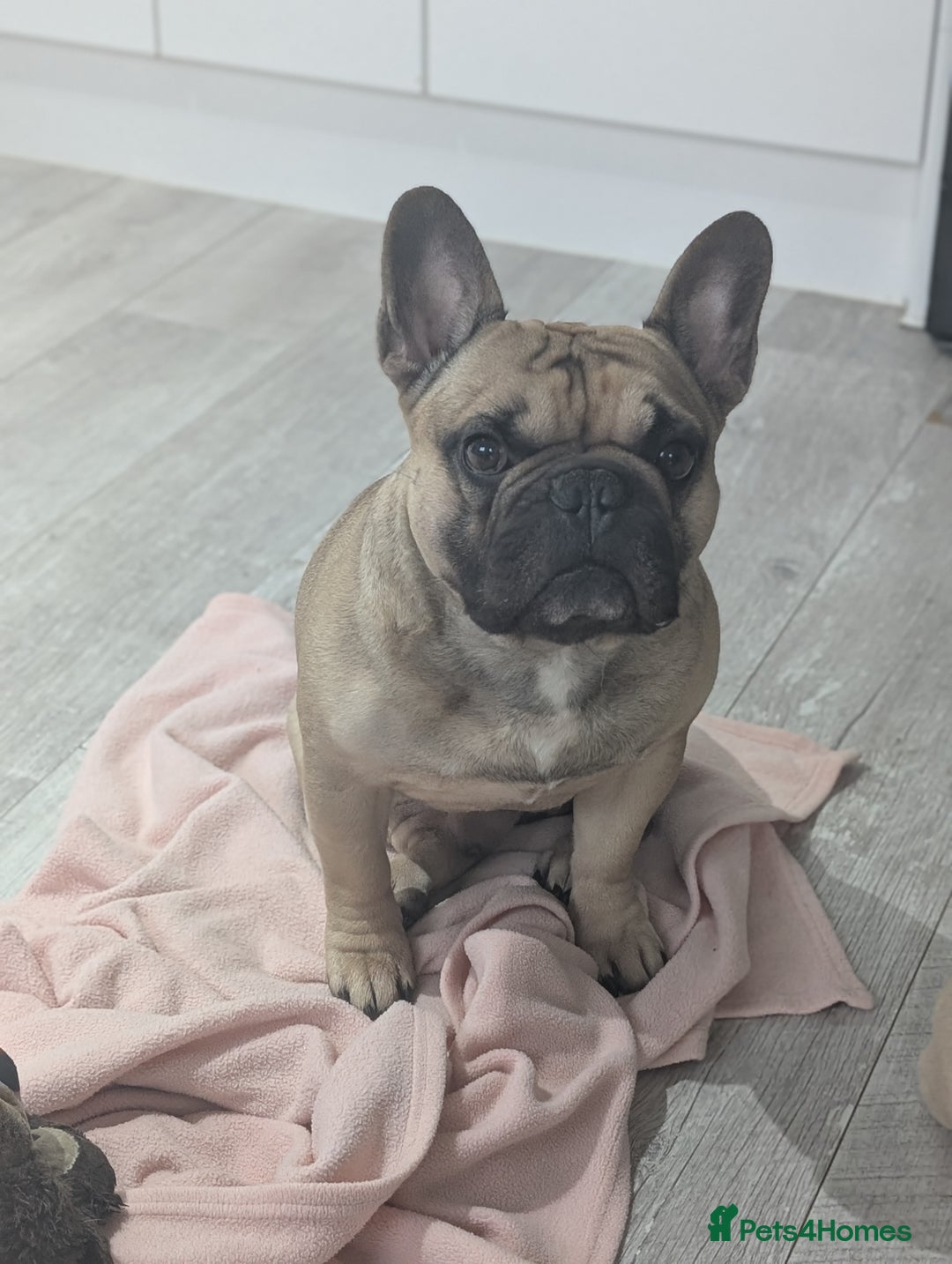 French Bulldog dogs for sale: 5 year old Frenchie  - Image 2