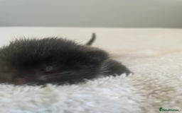 British Shorthair cats for sale: 4 amazing kittens ready for there new home in Coventry - Image 8