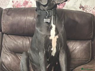 Mixed Breed dogs Daniff puppies. Great Dane x Mastiff - Advert 1