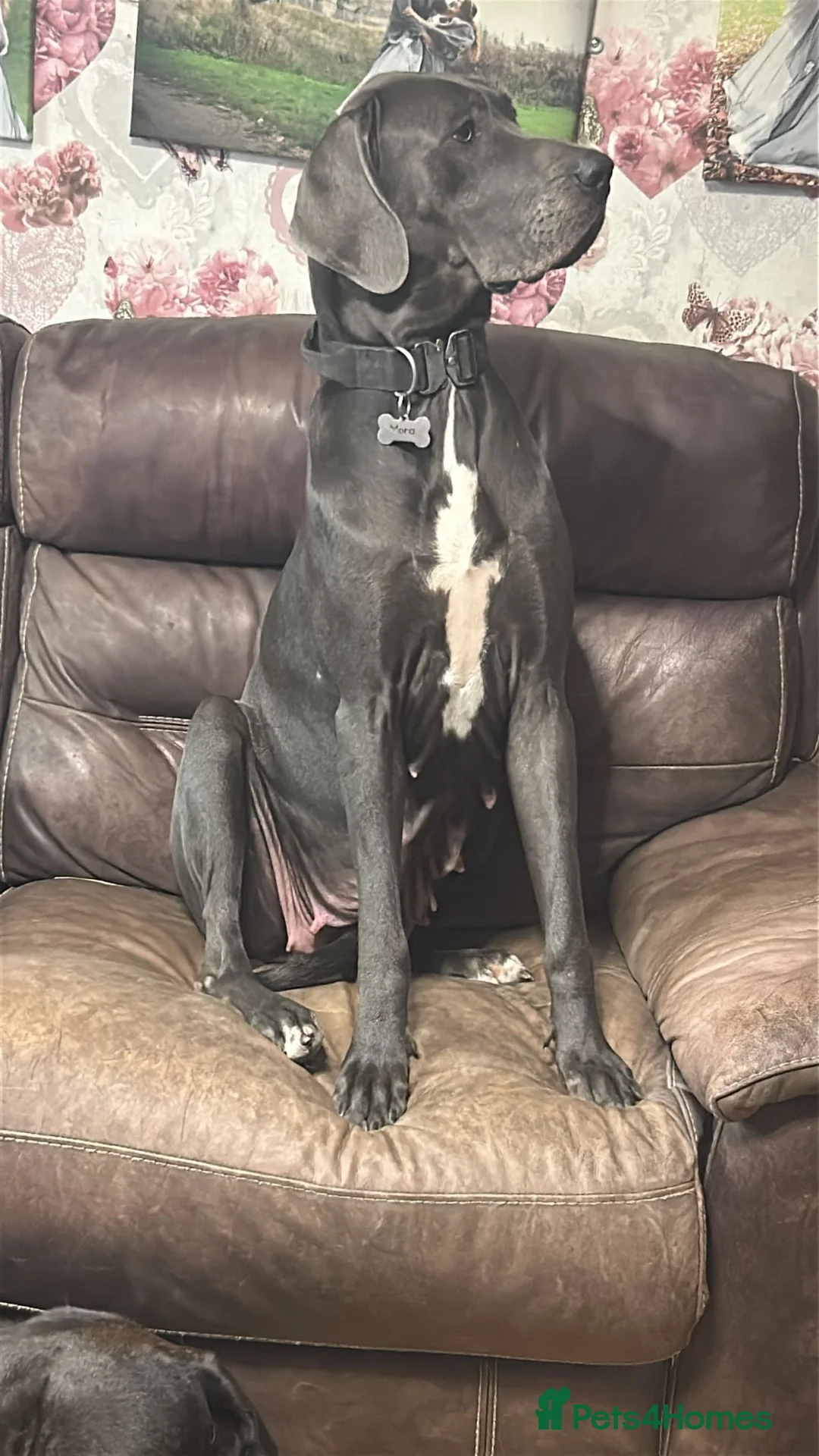 Mixed Breed dogs for sale: Daniff  - Advert 1