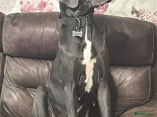 Mixed Breed dogs Daniff pups. - Advert 4