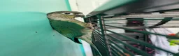 Conures birds for sale: Meet Belle and Killian! in Trowbridge - Advert 2