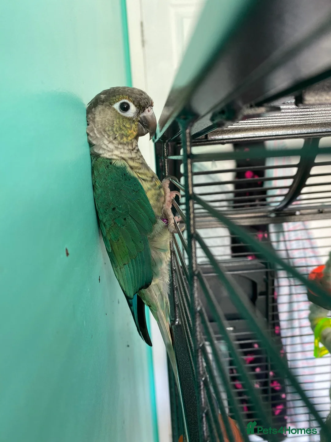 Conures birds for sale: Meet Belle and Killian! in Trowbridge - Advert 2