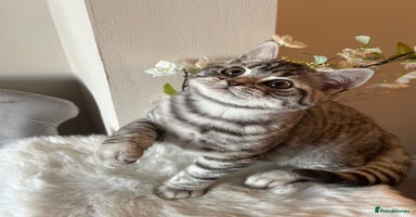 British Shorthair cats - Advert 8