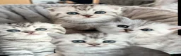 Scottish Fold cats for sale: 4 Pedigree Scottish Fold/Straight Kittens - Advert 26