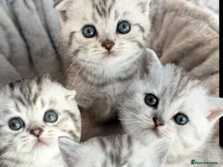 Scottish Fold cats 4 Champion Bloodline Scottish Fold Kittens - Advert 1