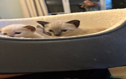 Siamese cats for sale: Traditional Siamese kittens  - Image 7