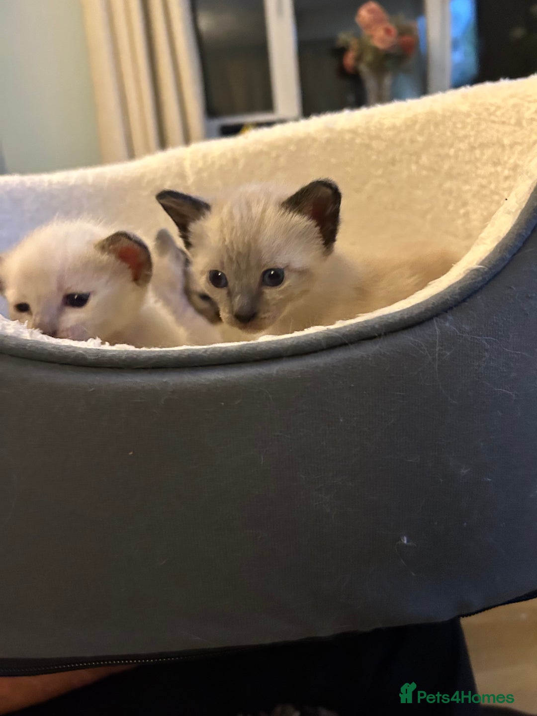 Siamese cats for sale: Traditional Siamese kittens  - Image 7