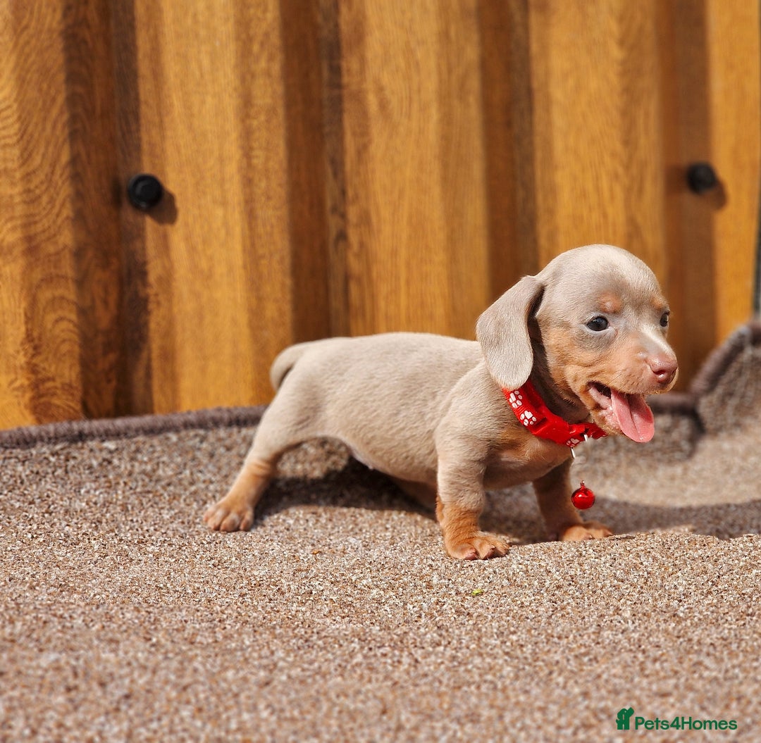 Dachshund dogs for sale: ISABELLA DAPPLE FEMALES AVAILABLE  - Image 13