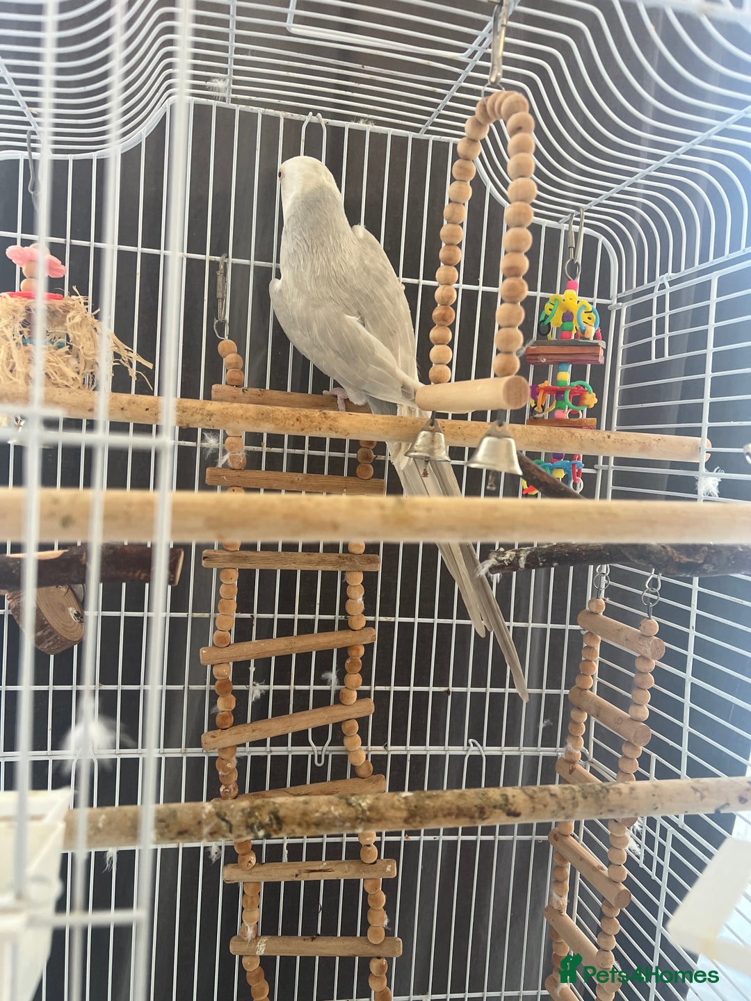 Ringnecks birds for sale: 2 year old albino ringneck - Advert 6