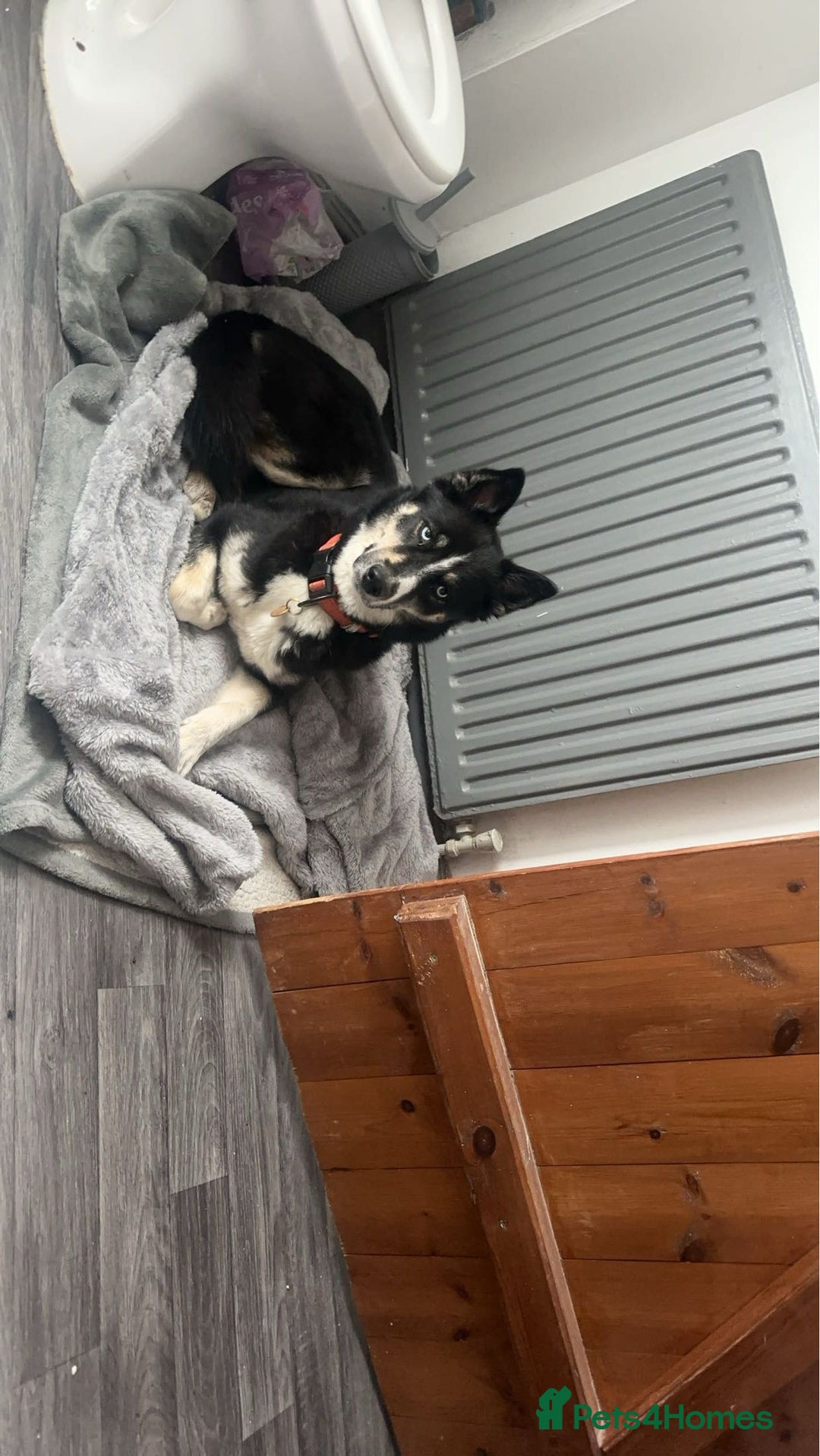 Pomsky dogs for sale: Nala the Pomsky🖤 - Image 8