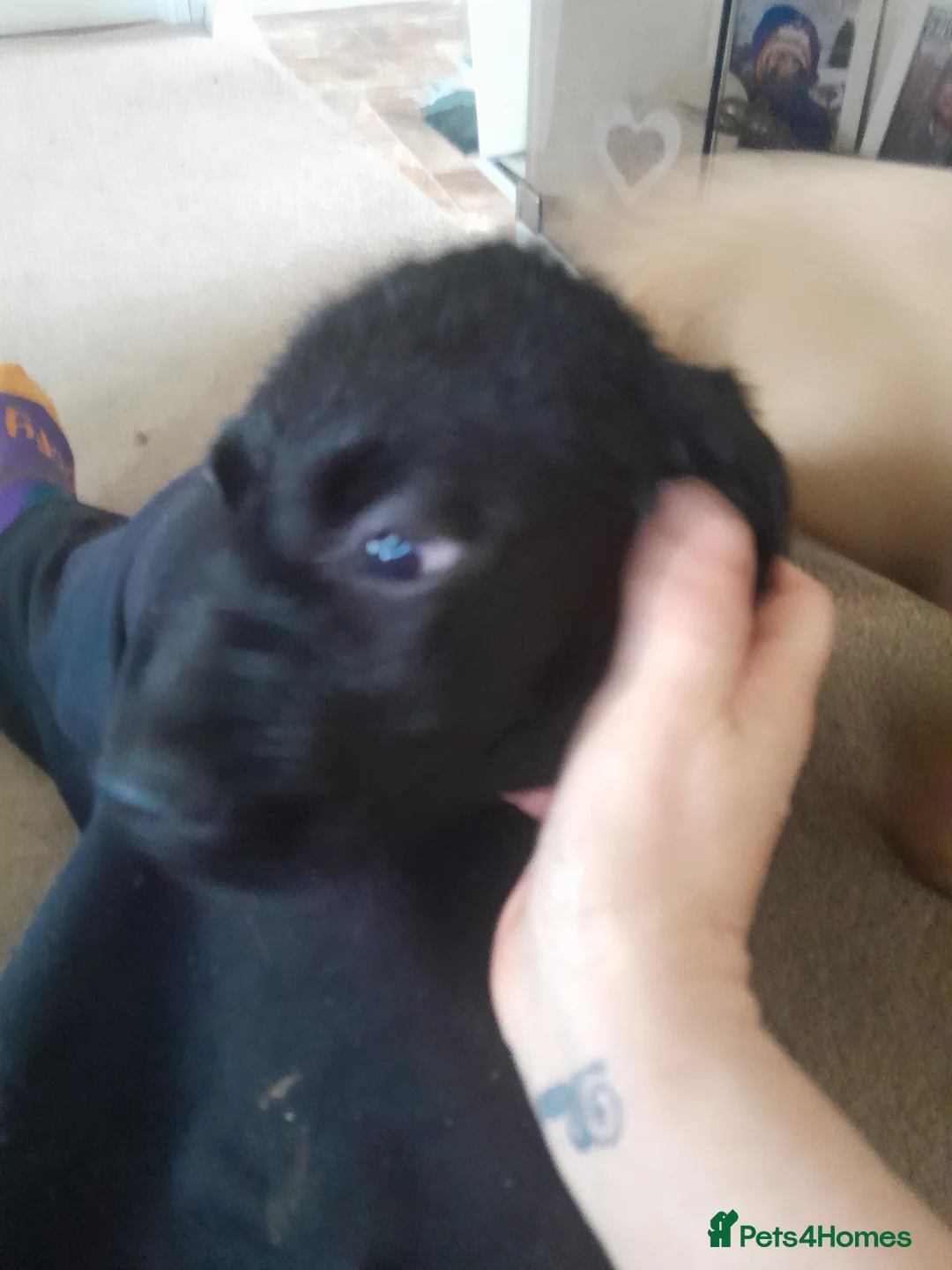 Labrador Retriever dogs for sale: Two female pups wanting their forever loving home - Advert 2