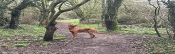 Hungarian Vizsla dogs for stud: Proven Vizsla × Fox Red Lab Stud Seeking Girl 🐾 - Advert 1