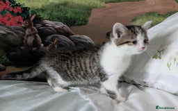 British Shorthair cats for sale: British Short Hair x Domestic Short Hair - Image 22