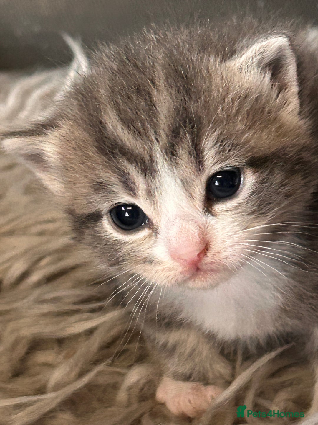 British Longhair cats for sale: British blue cross ragdoll kittens - Image 1