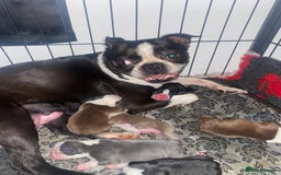 Boston Terrier dogs for sale: 🐾 Adorable Wildax Puppies! 🐾 - Image 18