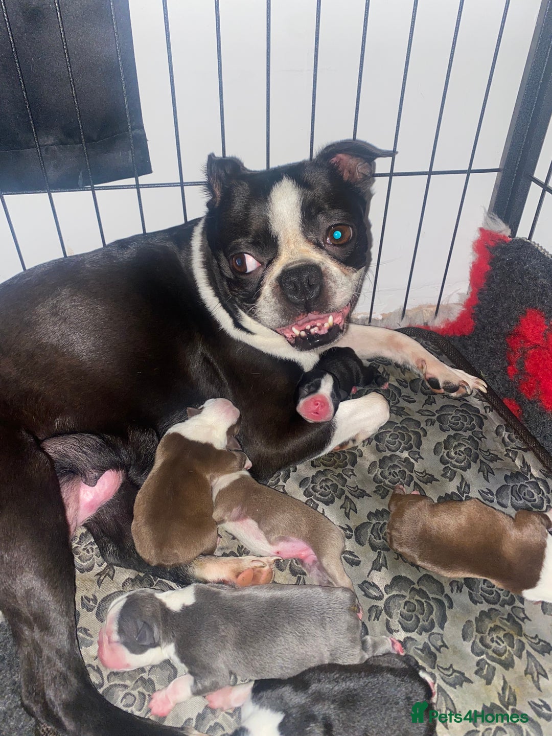 Boston Terrier dogs for sale: 🐾 Adorable Wildax Puppies! 🐾 - Image 18