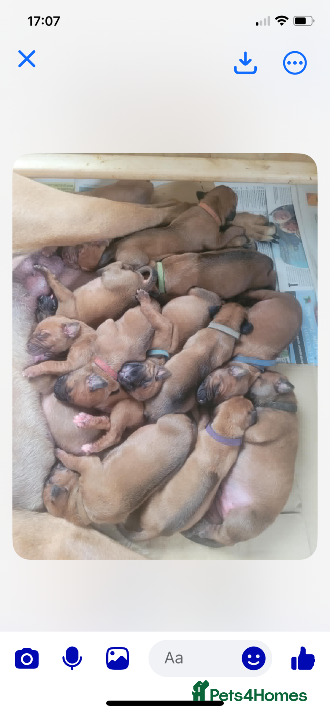 Rhodesian Ridgeback dogs for sale: KC reg chunky handsome pups - Image 29