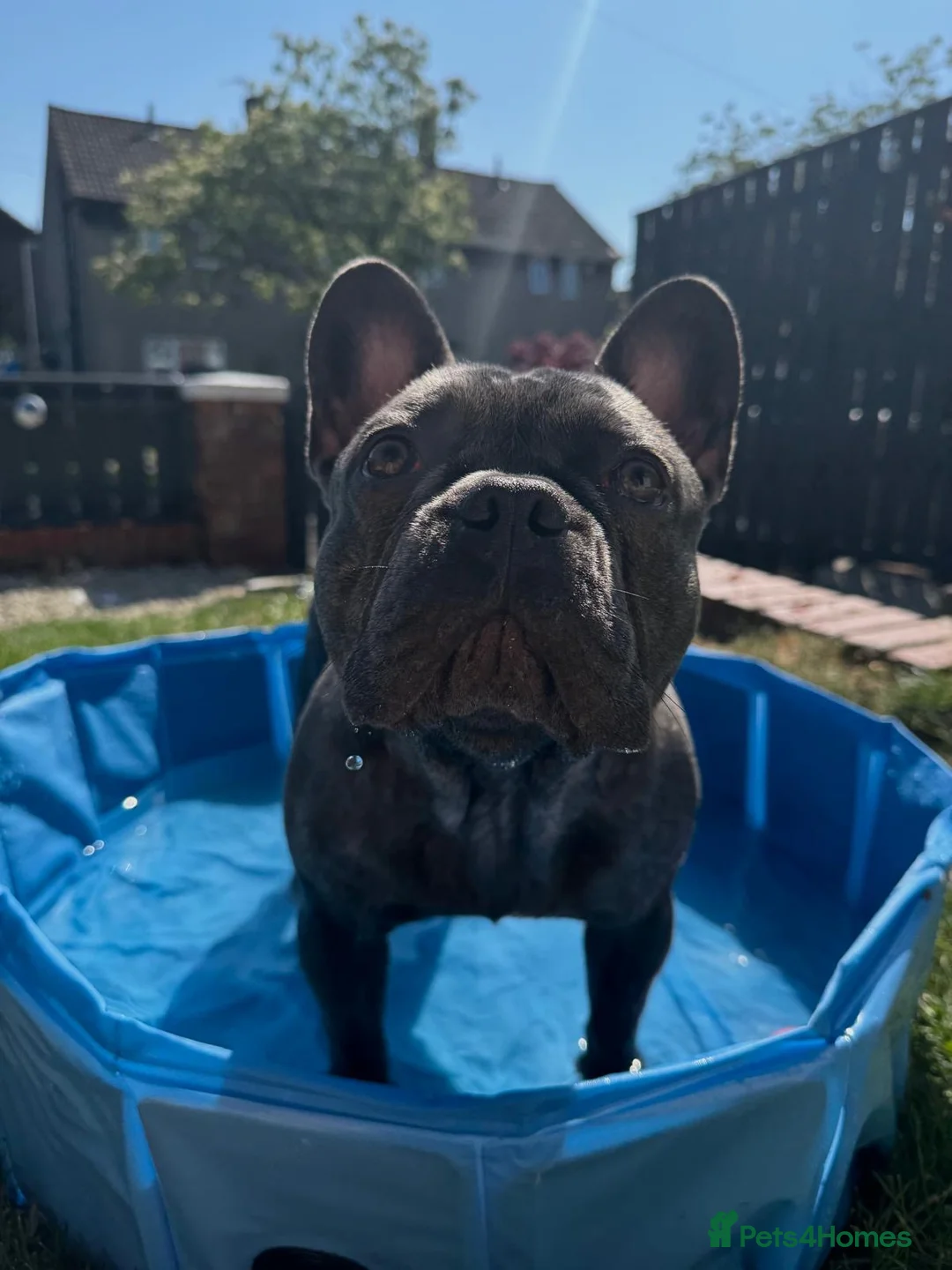 French Bulldog dogs for stud: Blue French Bulldog For Stud  - Advert 8