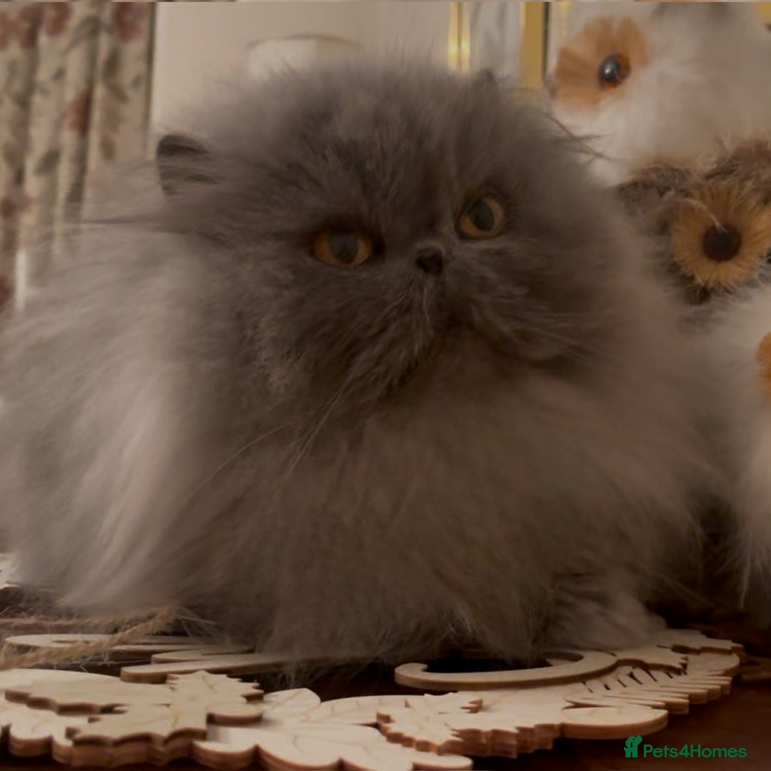 Persian cats for sale: Stunning Persians 2 CFA reg + 3 others - Advert 5