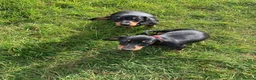 Miniature Dachshund dogs for sale: KC registered quality true miniature dachshunds  - Advert 4