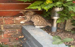 American Shorthair cats for sale: Gorgeous girl!!!🥰 - Image 12