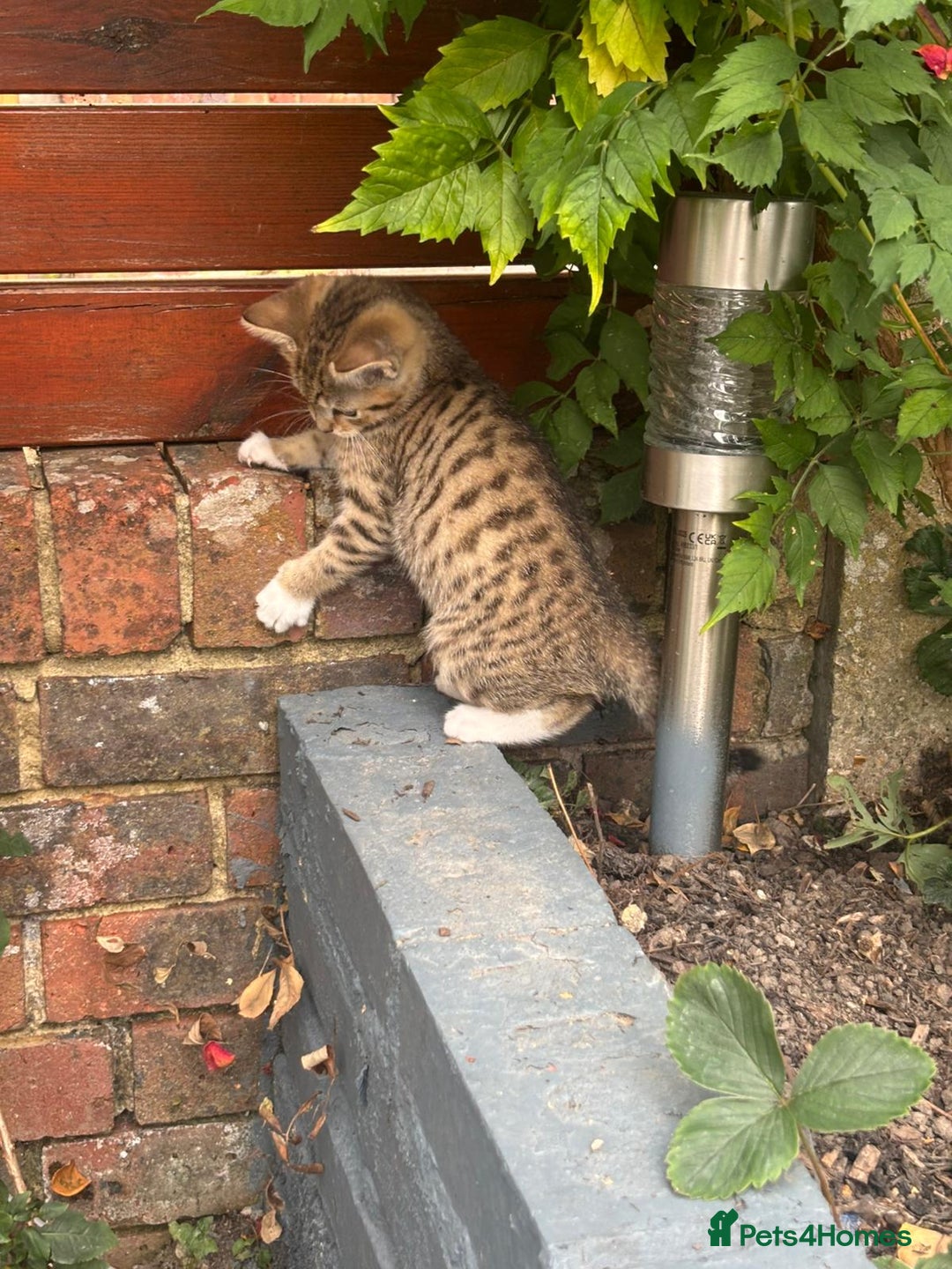 American Shorthair cats for sale: Gorgeous girl!!!🥰 - Image 12