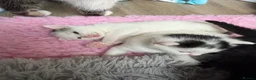 Mixed Breed cats for sale: Beautiful mixed breed kittens  - Advert 6