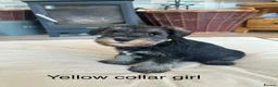Miniature Schnauzer dogs for sale: Pedigree miniature schnauzers  in Warwick - Advert 8