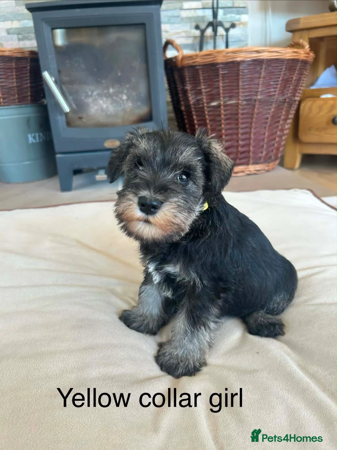 Miniature Schnauzer dogs for sale: Pedigree miniature schnauzers  - Advert 2