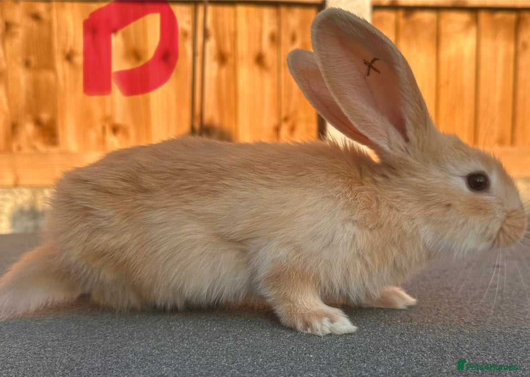 Continental Giant rabbits for sale: Baby giants  - Image 5